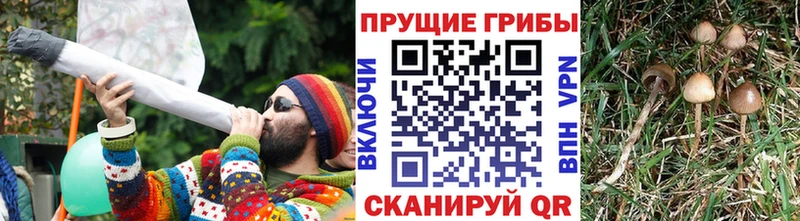 Псилоцибиновые грибы Cubensis  Купить  Михайловка 